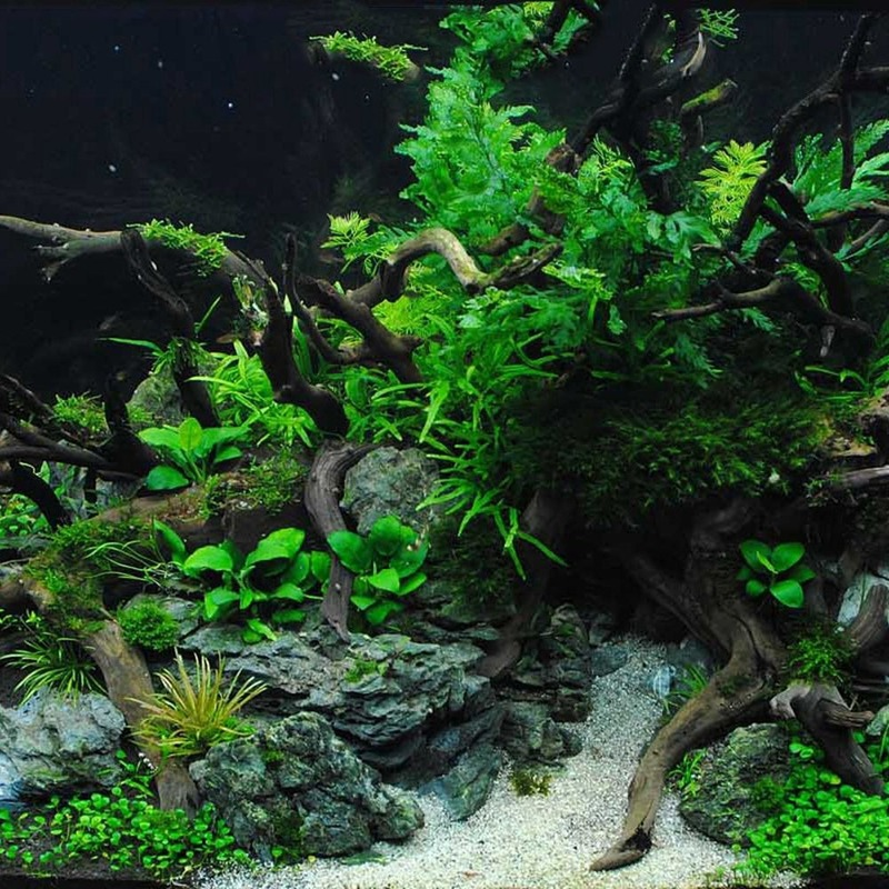 Natural Sunken Wood Aquarium Decoration